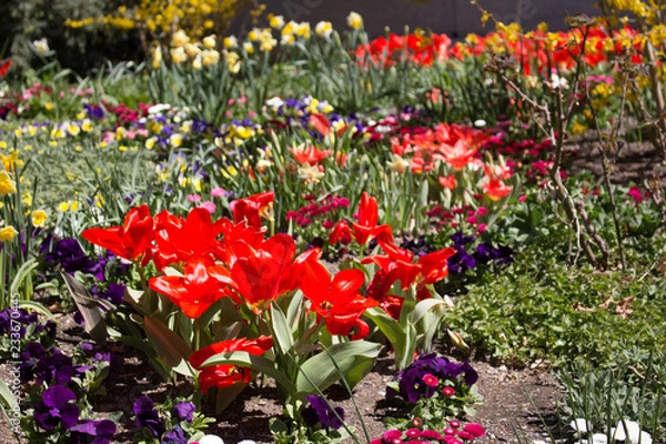 Fototapeta Spring tulips 