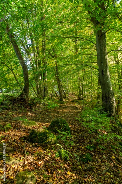 Fototapeta Bokskog i naturreservat