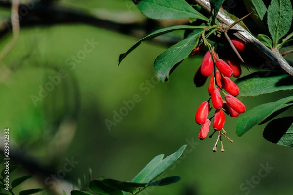 Fototapeta Ripe berries of barberry on a green background (Berberis vulgaris)