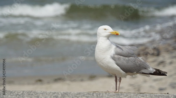 Fototapeta Möwe an der Nordseeküste auf Norderney