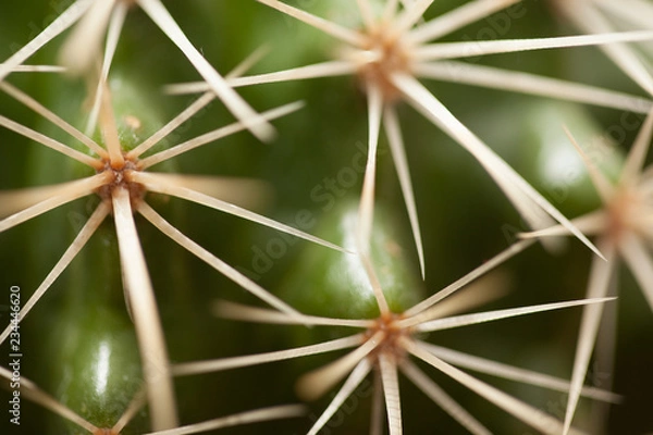 Fototapeta grass plant close-up