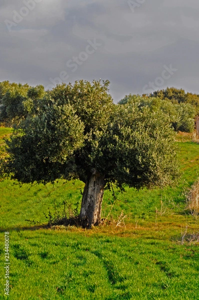 Fototapeta Olivar con aceitunas