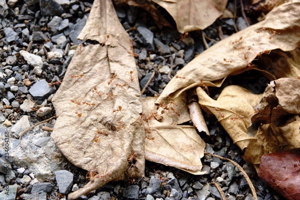 Fototapeta Red ant on dry leaf .