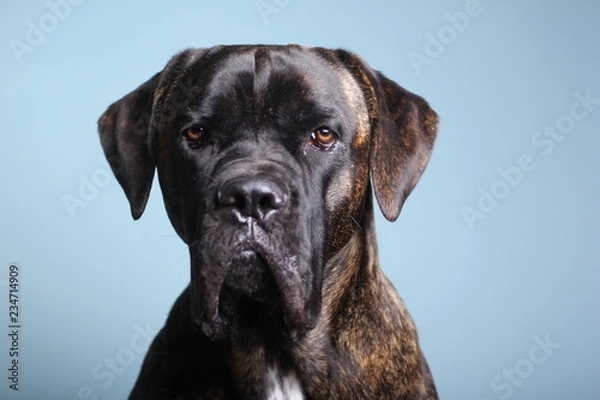 Fototapeta Beautiful dog in front of a colored background