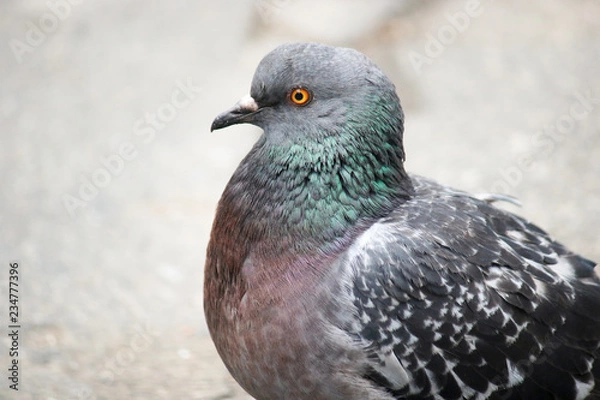 Fototapeta Feral pigeon, city dove, city pigeon, or street pigeon