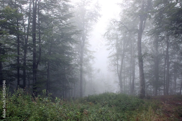 Fototapeta Forest fog green trees