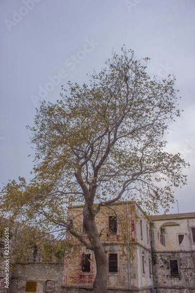 Fototapeta trees and buildings in the fall