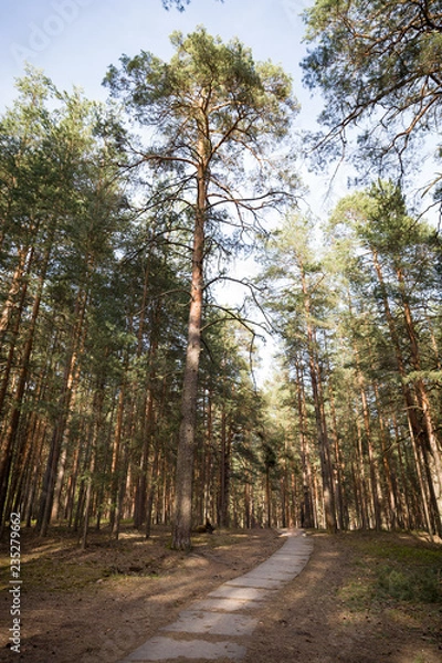 Fototapeta Tall firs in the forest against the blue sky. A narrow path in the forest between the trees. Great weather and fresh air outdoors