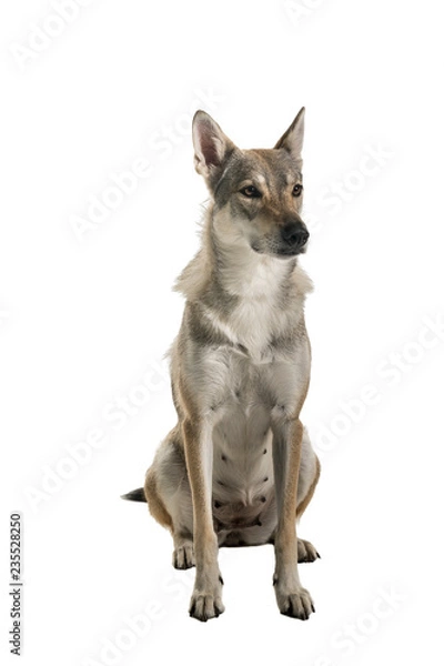 Fototapeta Sitting female tamaskan hybrid dog isolated on white background looking aside