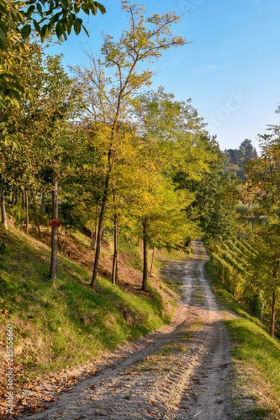 Fototapeta Country lane among woods and vineyards in autumn, Alba, Langhe, Piedmont, Italy