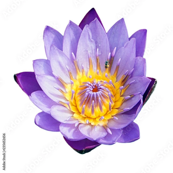 Fototapeta Purple water lily with a bee inside a flower, isolated on a white background. Lotus flower isolated on white background. Top view of purple water lily on white background