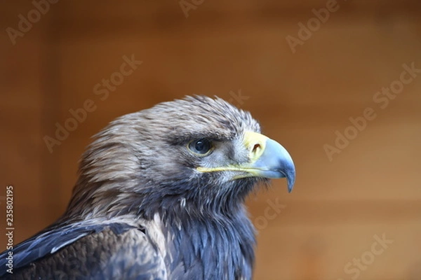 Fototapeta bald eagle