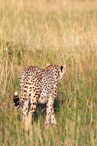 Fototapeta Cheetahs that goes away in the tall dry grass of the savannah