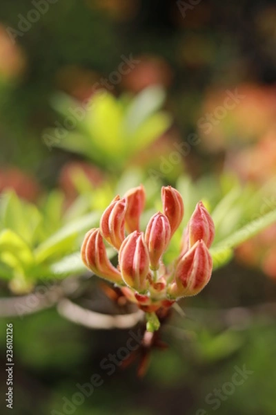 Fototapeta rhododendron