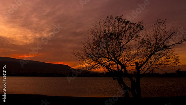 Fototapeta tree in the sunset