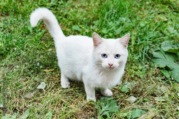 Fototapeta beautiful cat on a background of summer green grass