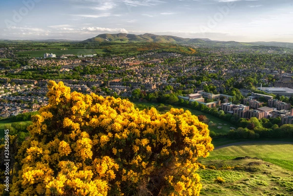 Fototapeta Yellow flowers on the hill over city Edinburgh, Scotland