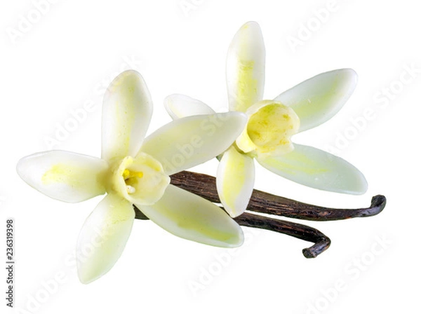 Fototapeta VANILLA FLOWERS WITH PODS