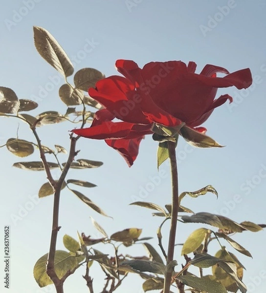 Fototapeta single red rose flower on a clear blue sky background in direct sunlight