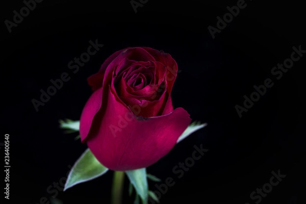 Fototapeta Beautiful red rose flower on black background