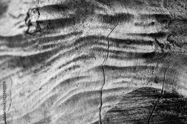 Fototapeta Old tree trunk with old wrinkled wood