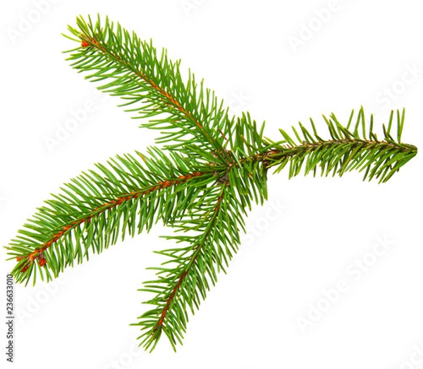 Fototapeta Fir branch isolated on white