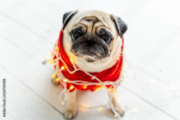 Fototapeta pug in santa costume sitting under christmas tree with gifts