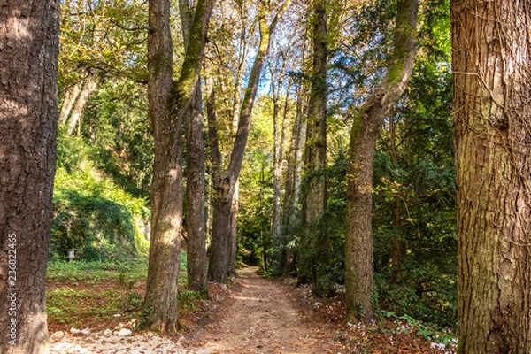 Fototapeta Alley of ancient trees in the depth of forest park around chateau Gaillard Amboise. Loire Valley, France.