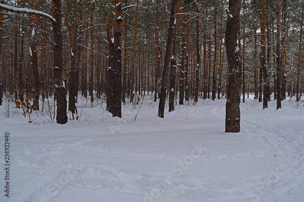 Fototapeta Śnieżny zimowy las sosnowy. Natura i wiele roślin.