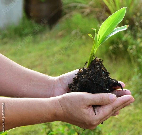 Fototapeta Close up Human Hands Holding fresh green Plant with Soil