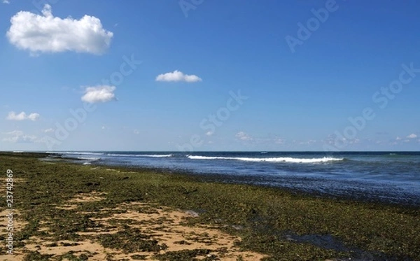 Fototapeta algues sur une plage