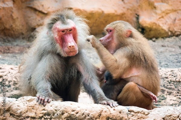 Fototapeta a family of hamadryas baboon whole sitting and socializing