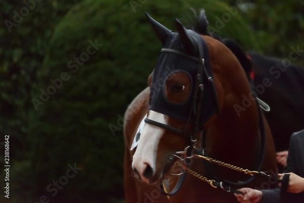 Fototapeta racehorse