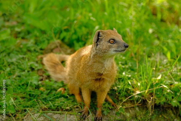 Fototapeta Portrait of a yellow mongoose in the grass