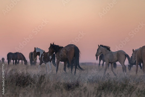 Fototapeta Wild Horses in the Utah Desert