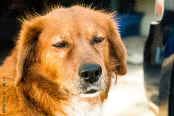 Fototapeta Mixed Golden Retriever 