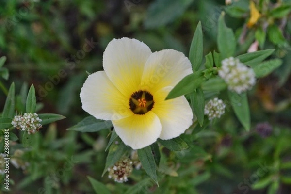 Fototapeta yellow flower