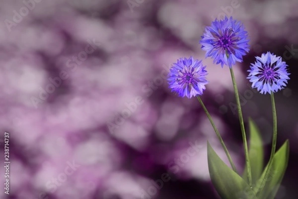 Fototapeta Beautiful live cornflower or knapweed flowers with empty on left on park trees and sky blurred background. Floral spring or summer flowers concept.