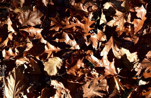 Fototapeta Autumn background. Fallen leaves brown texture, sun light with shadows.