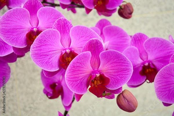 Obraz Zbliżenie na fioletowe orchidee, piękne kwiaty orchidei Phalaenopsis z pasemkami (selektywna ostrość)