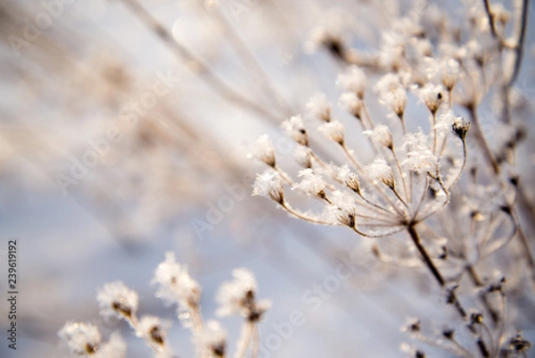 Fototapeta Frosted bare tree branch in winter background