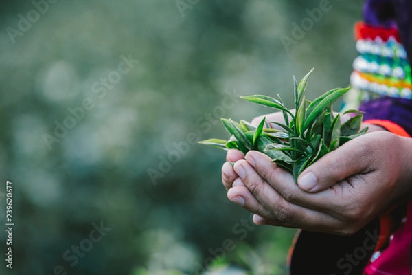 Fototapeta Agriculture Akha Women picking tea leaves on On the farm.