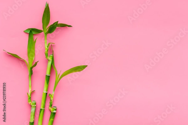 Fototapeta Bamboo shoot. Bamboo stem and leaves on pink background top view space for text