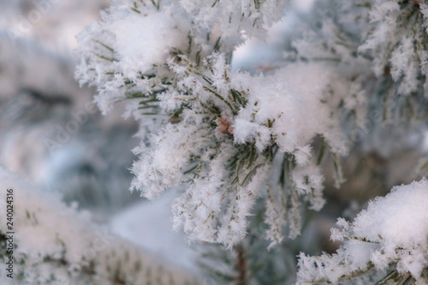 Obraz beautiful snow-covered pine branches in winter close-up