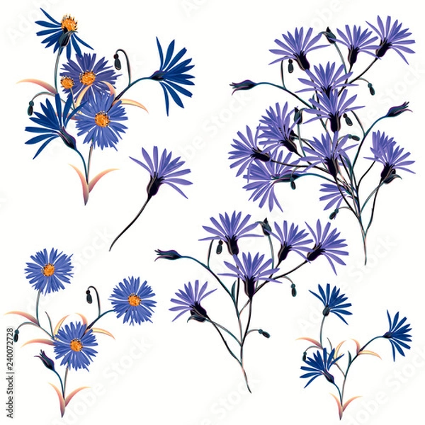 Fototapeta Collection of high realistic vector field blue flowers