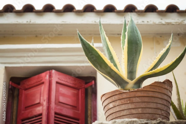 Fototapeta Flower plant in pot on balcony