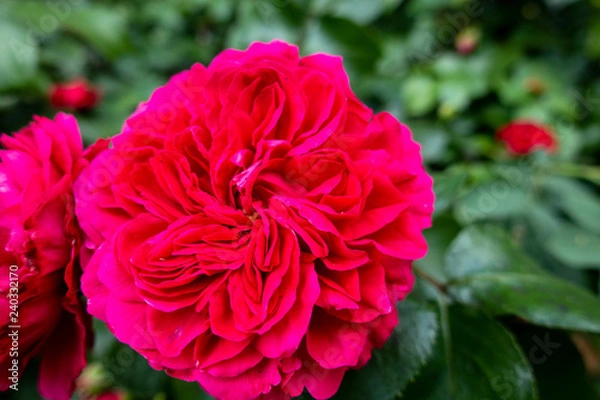 Fototapeta One red rose in the garden