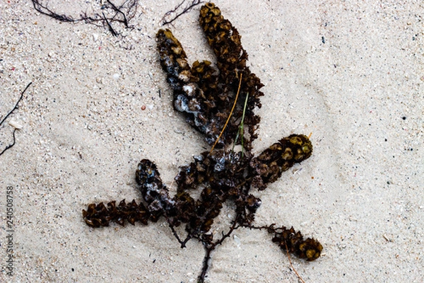 Fototapeta weed on sand