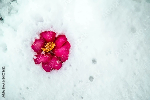 Fototapeta サザンカと雪