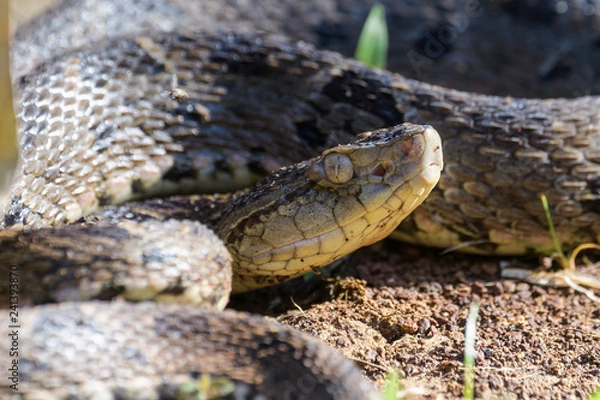 Obraz Wild fer de lance in a defensive striking position on the ground of the rainforest in the Carara National Park